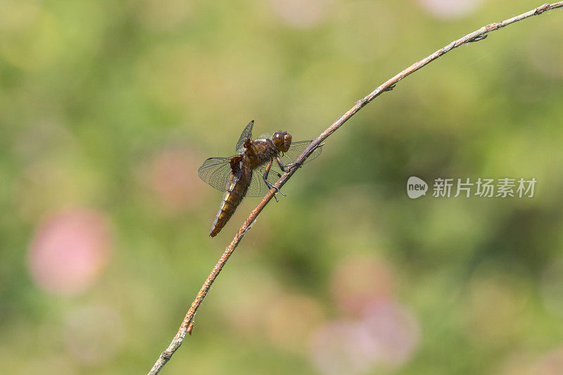 宽体追击蜻蜓(Libellula depressa)